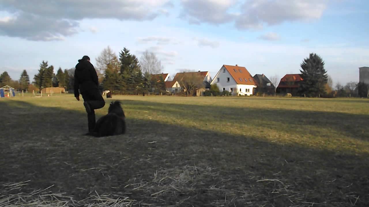 Clickertraining. Pony Suse, Ablegen, Hinlegen