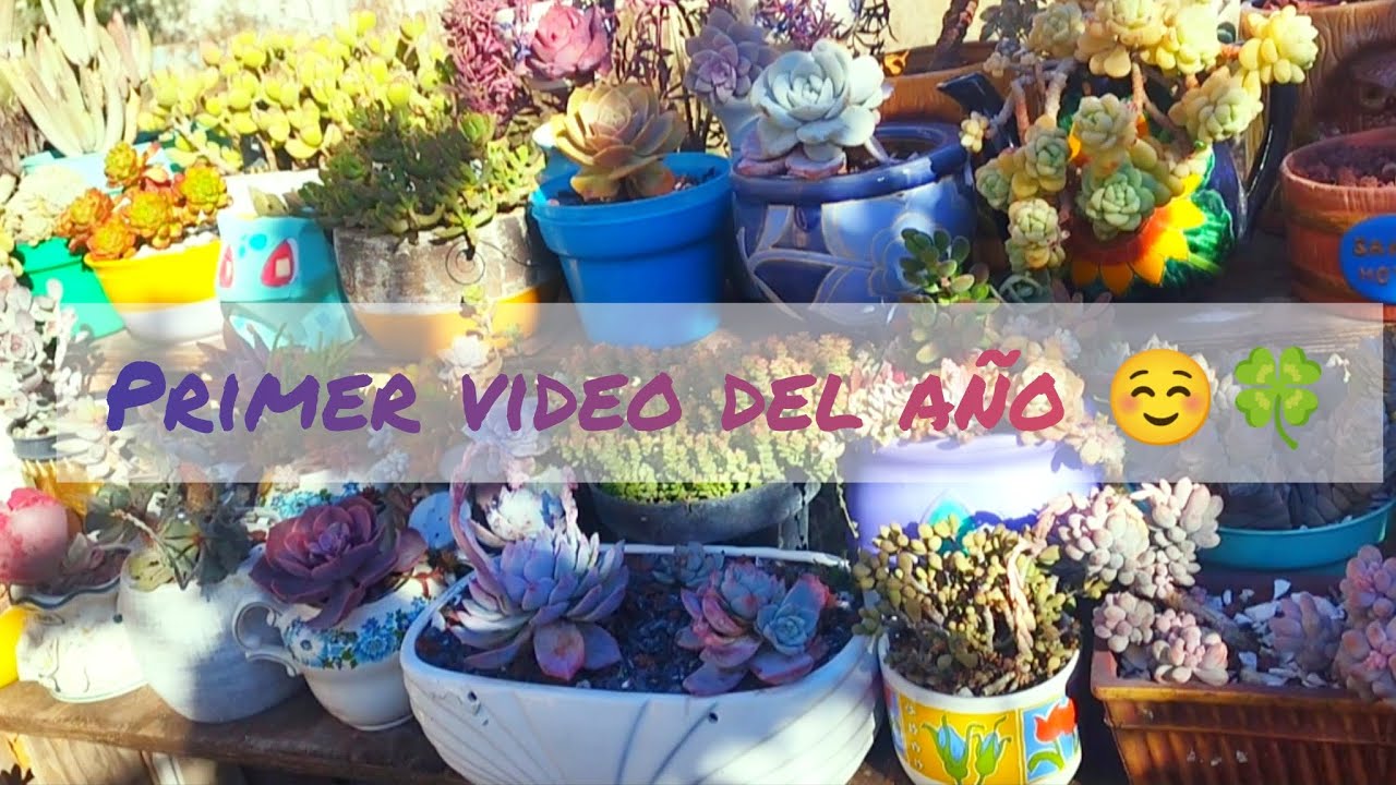 Entre pláticas y trasplantes/ primer video del año 😊