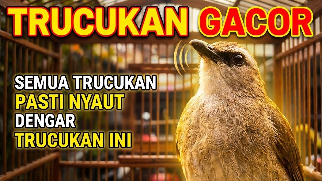 TRUCUKAN GACOR, trucukan ropel panjang jadikan trucukan macet bunyi jadi gacor
