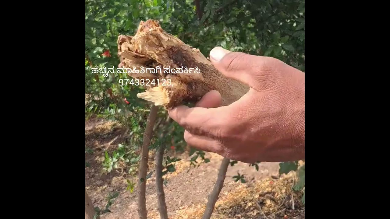 ದಾಳಿಂಬೆ ಹಣ್ಣಿನ  ವಿಲ್ಟ್ ರೋಗ ಮತ್ತು ಸ್ವರಗಳು ರೋಗ  2026