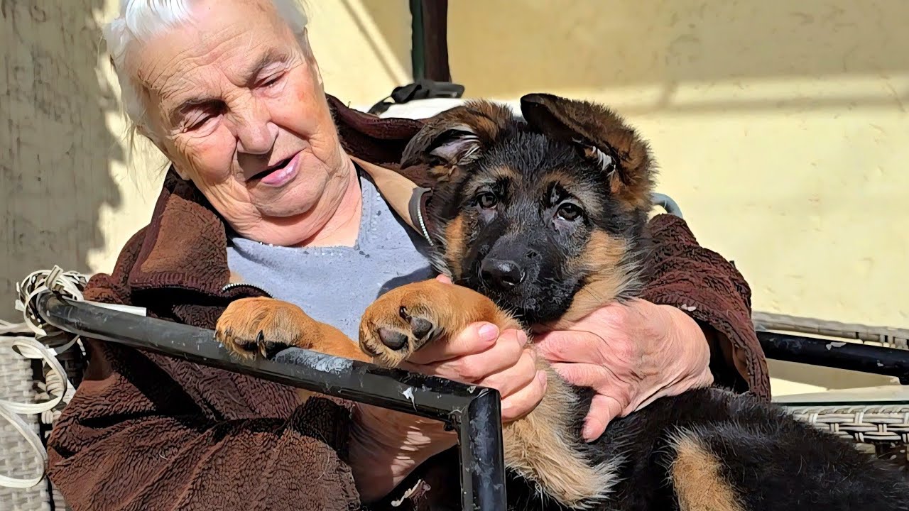 ❤️🐶Мама и щенок Немецкой овчарки. Одесса Дом 01.03.2026