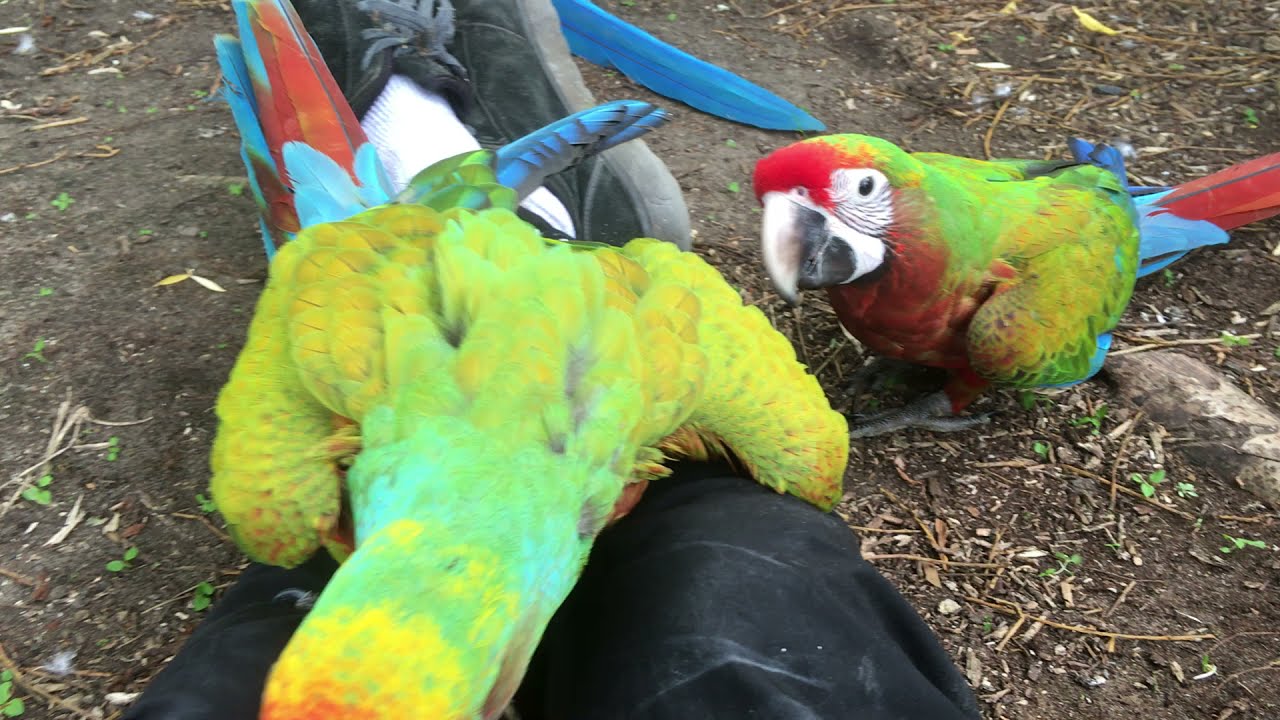 young hybrid macaw buffing