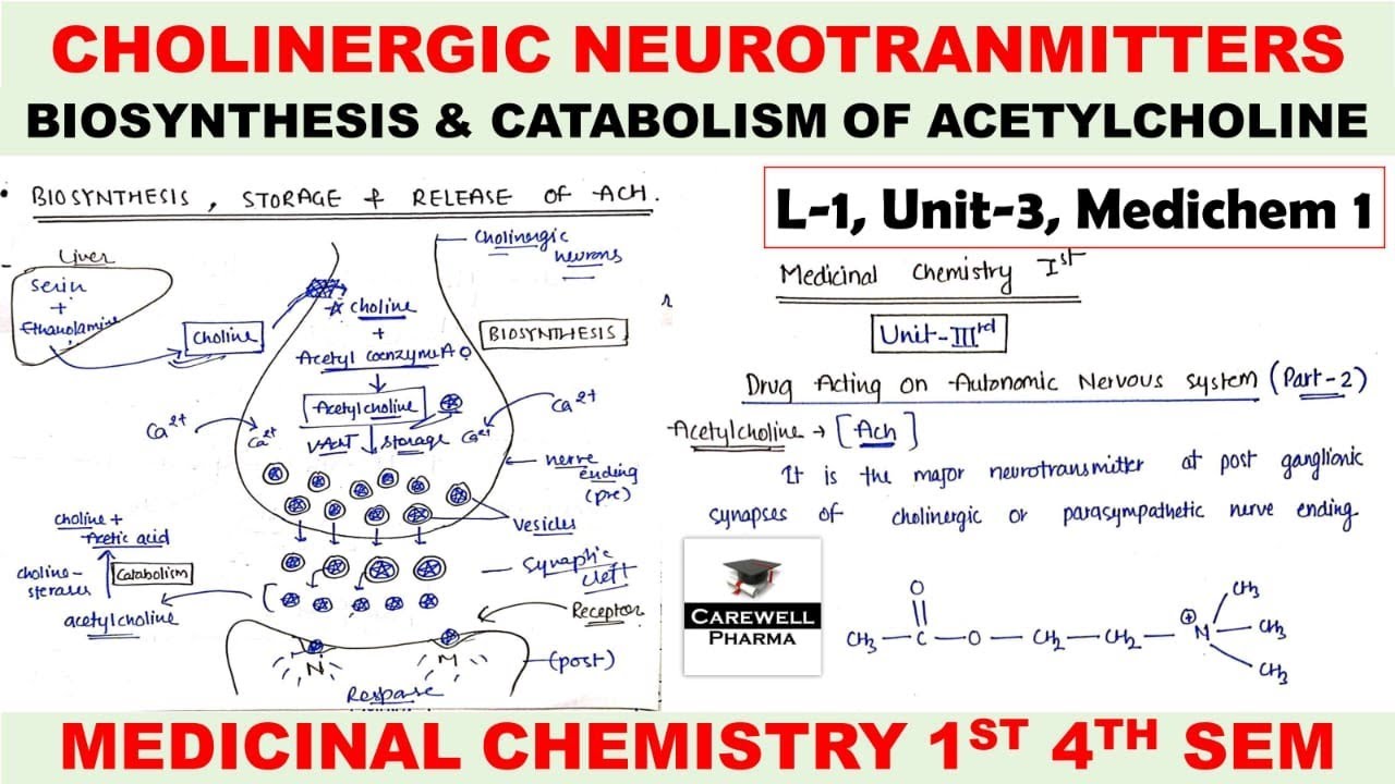Cholinergic Neurotransmitter || Biosynthesis and Catabolism of Acetylcholine | L-1 U-3 | Medichem 1