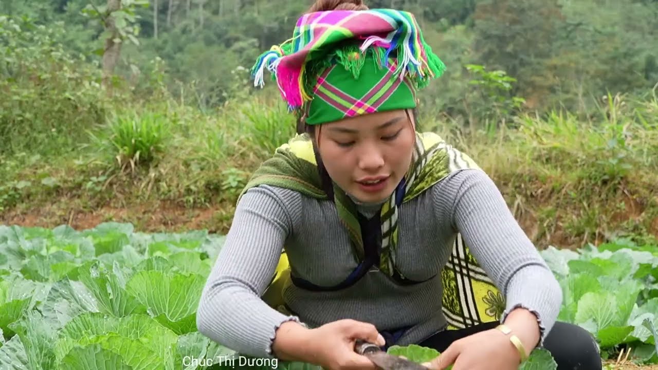 Harvesting Cabbages with My Kids – Selling at the Market and Cooking Tomato Fish for Lunch