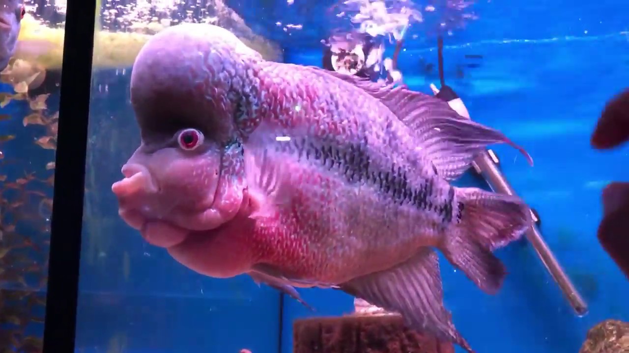 Jumbo Red Magma Flowerhorn 2/2