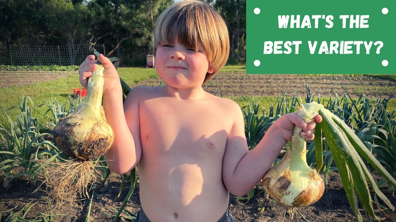 THE LARGEST ONIONS WE'VE EVER GROWN! -- *MONSTER SWEET ONIONS*