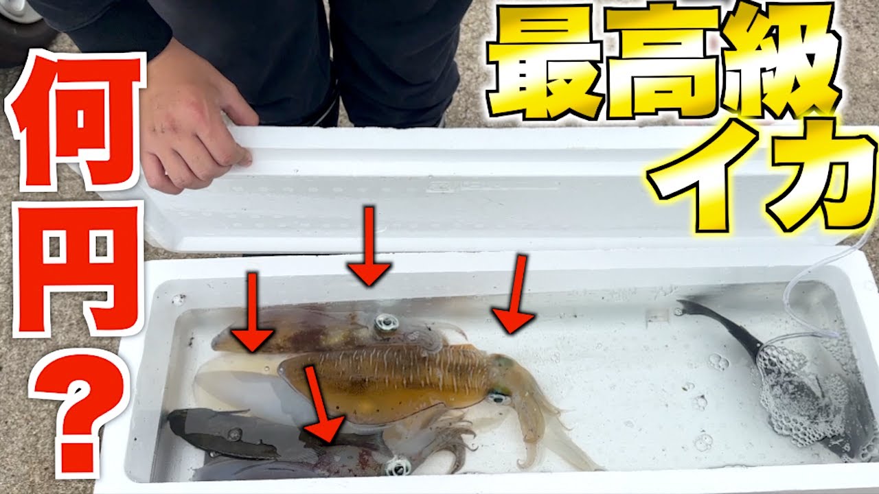 釣った高級イカを買い取ってもらったらいくらになるのか？