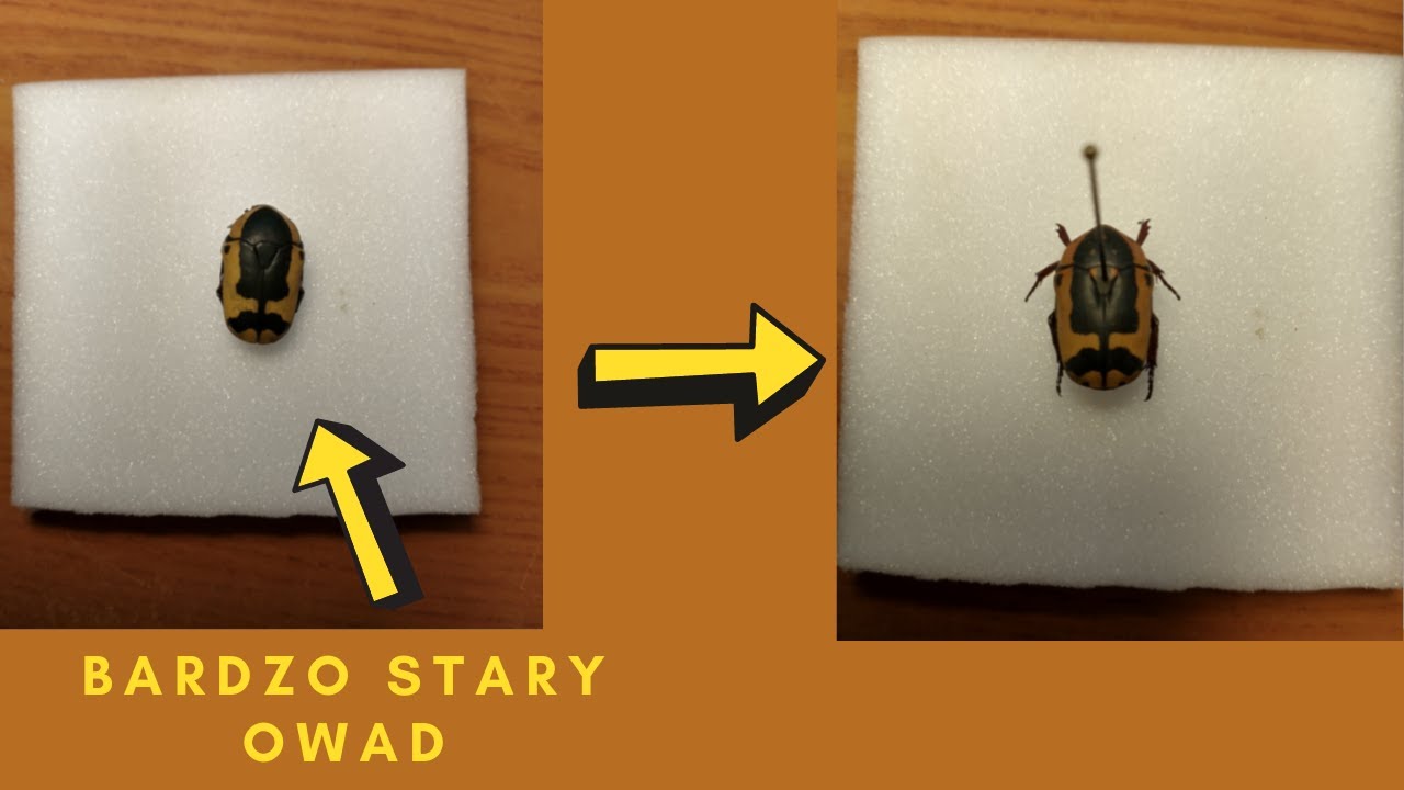 jak przygotować starego, ususzonego owada do preparacji.