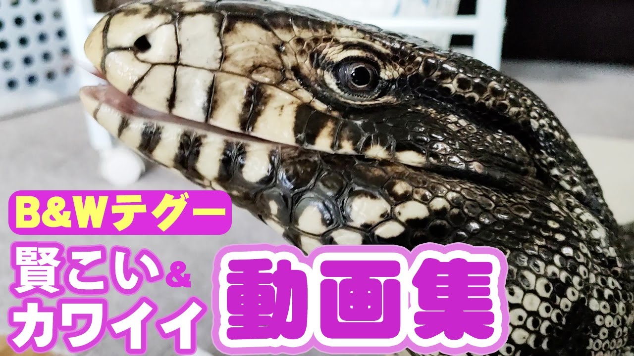 テグーの賢こカワイイ動画集[アルゼンチン ブラック＆ホワイトテグー/Argentine　Tegu]