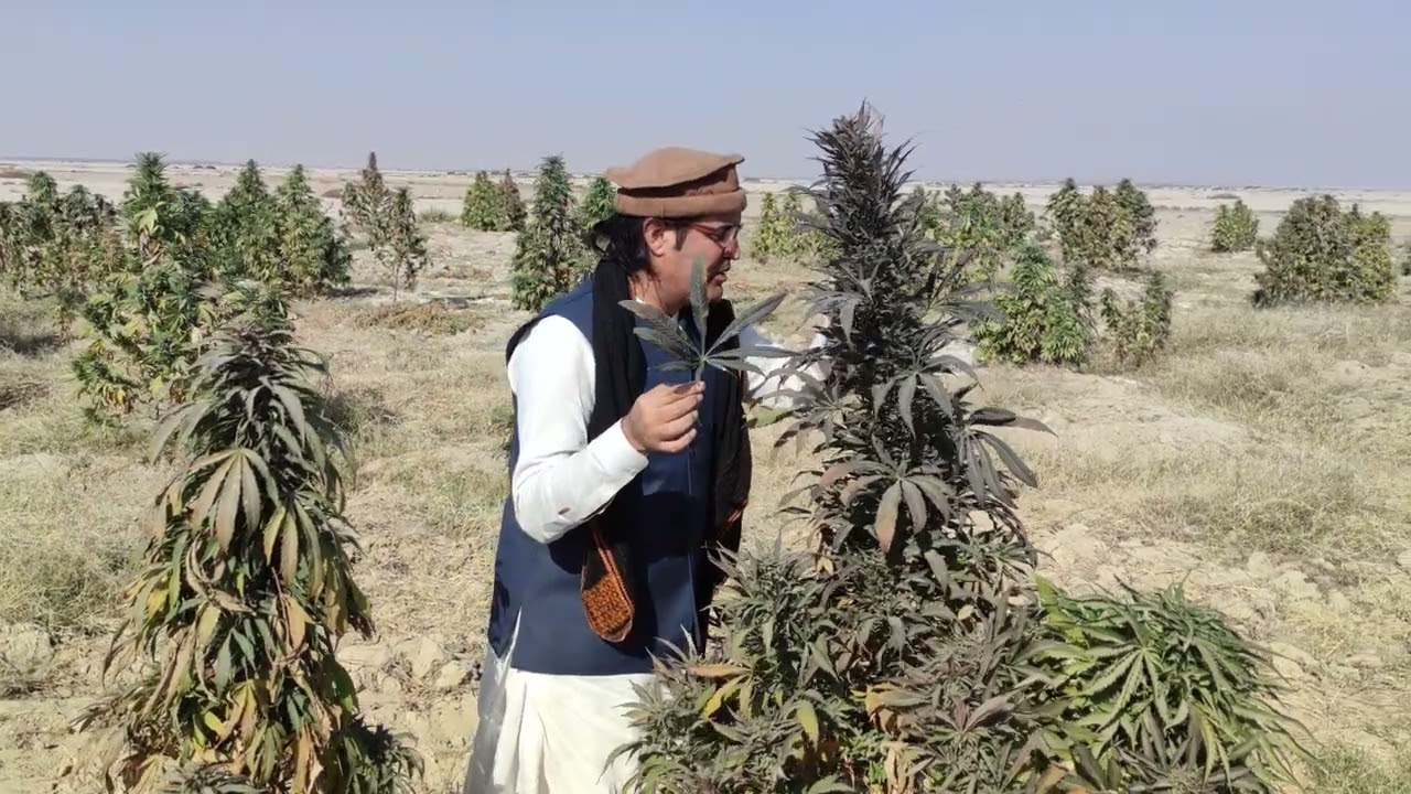 Large leaves and purple color . Landrace Culture  purple kandahar #uk #usa #landrace #cannabis 