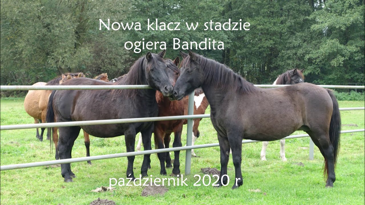 Nowa klacz w stadzie ogiera Bandita