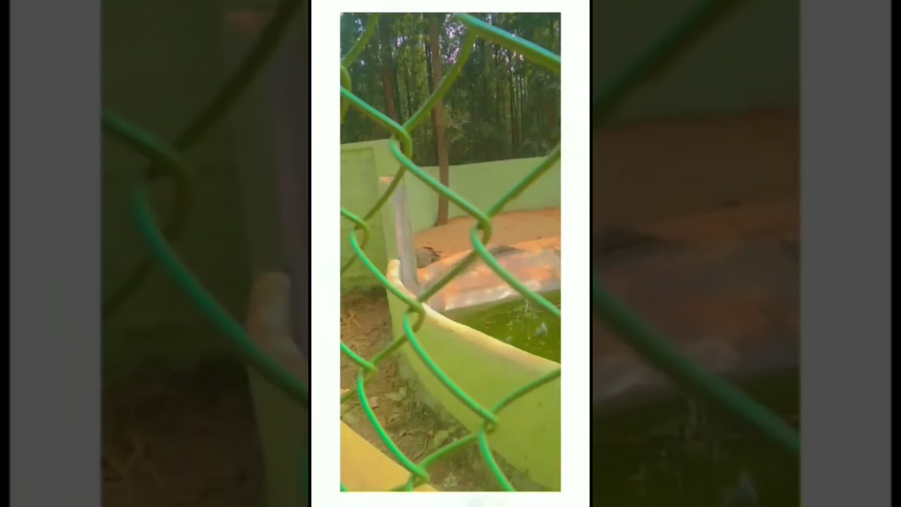 crocodile 🐊 in  #ormanjhi #zoo #crocodile #shorts  #video