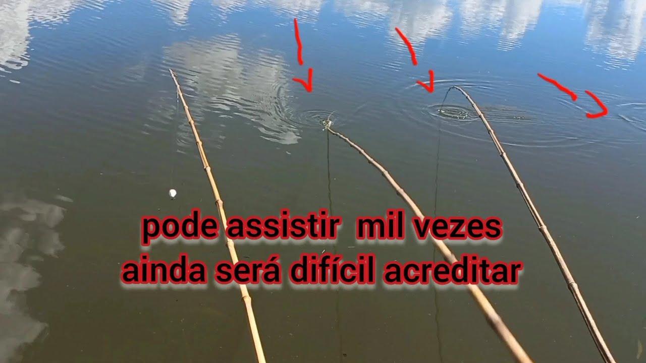 Você nunca verá isso novamente cardume de piauçu gigante um atrás do outro