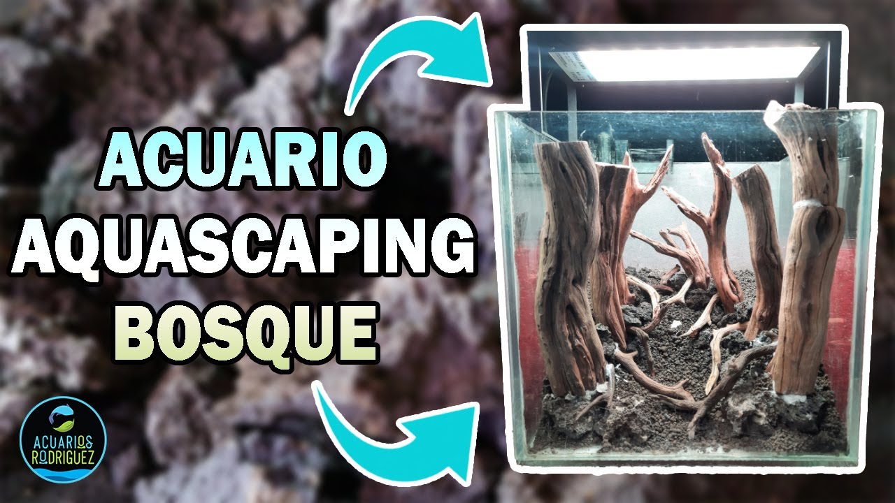 Cómo hacer ACUARIO PLANTADO tipo BOSQUE- AQUASCAPING Estilo FOREST