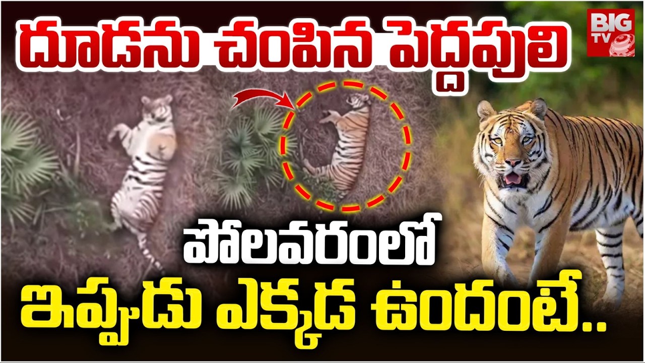 దూడను చంపిన పులి..పోలవరంలోఇప్పుడు ఎక్కడ ఉందంటే..| Tiger Hulchul In Polavaram | Rajavommangi | BIG TV