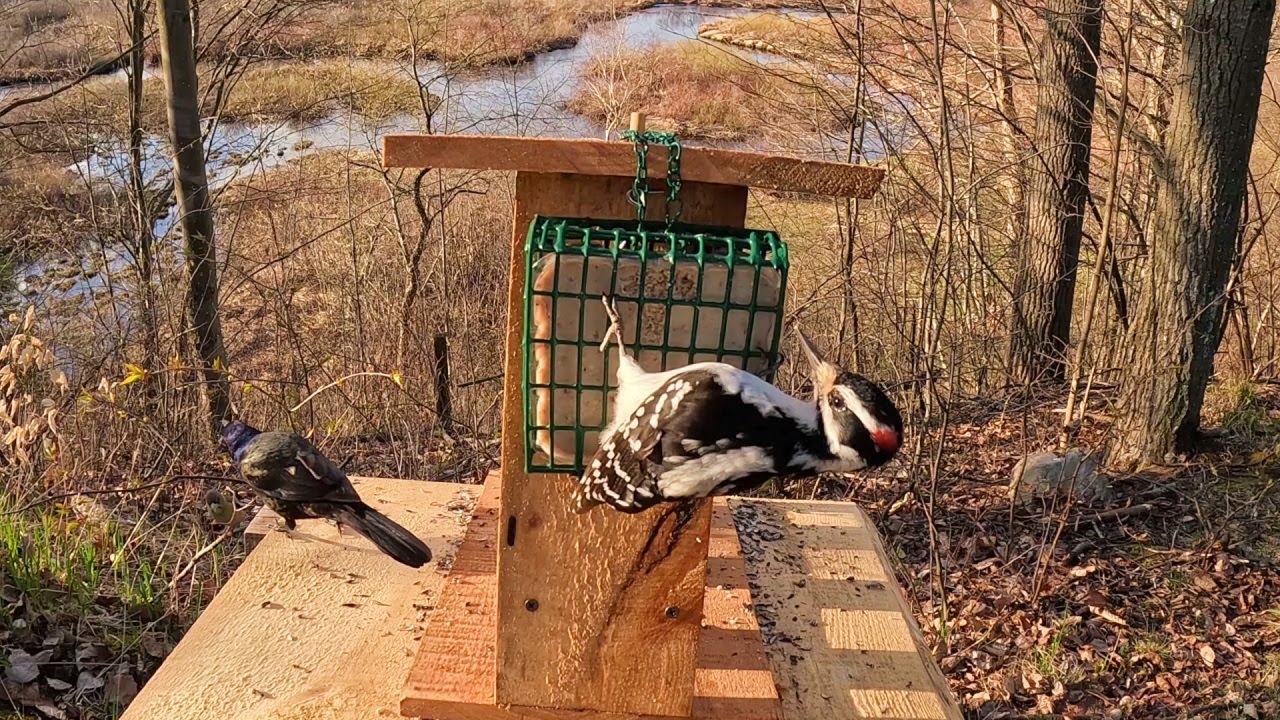 Spring Migration Means Hungry Birds. So I Built a Feeder.