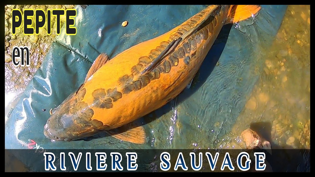 Session CARPE de DINGUE...une MIROIR de l'ESPACE (en rivière sauvage)