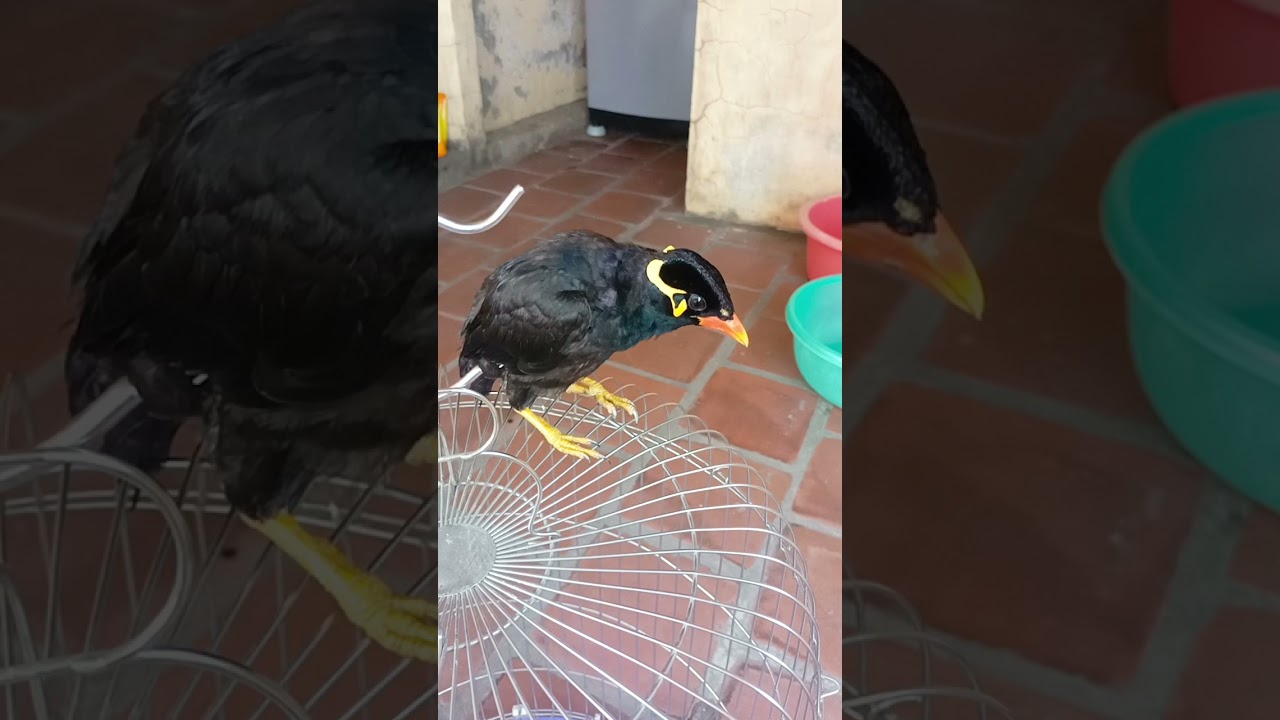 nu&ocirc;i chim n&ecirc;n nhốt hay thả?