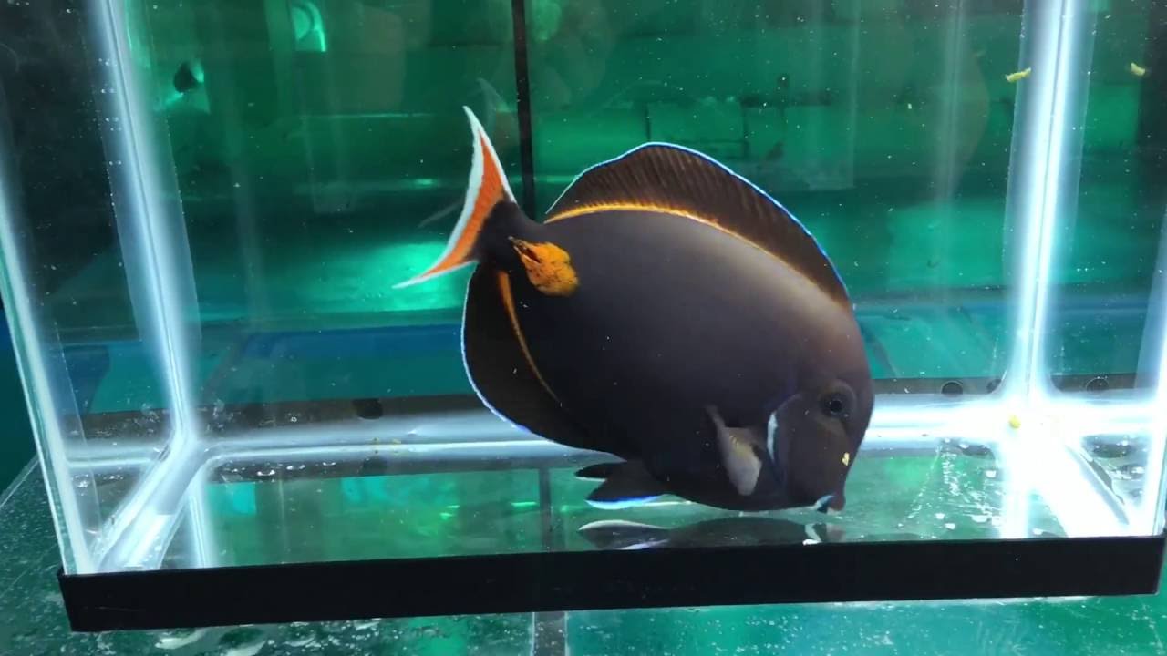 Show Size fat Achilles Tang 8