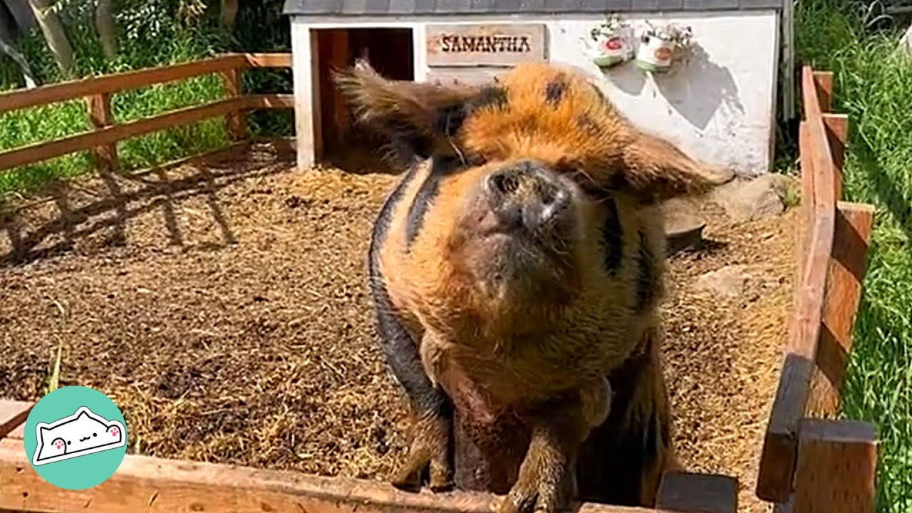 Neglected Pig Finds her Forever Home | Cuddle Friends
