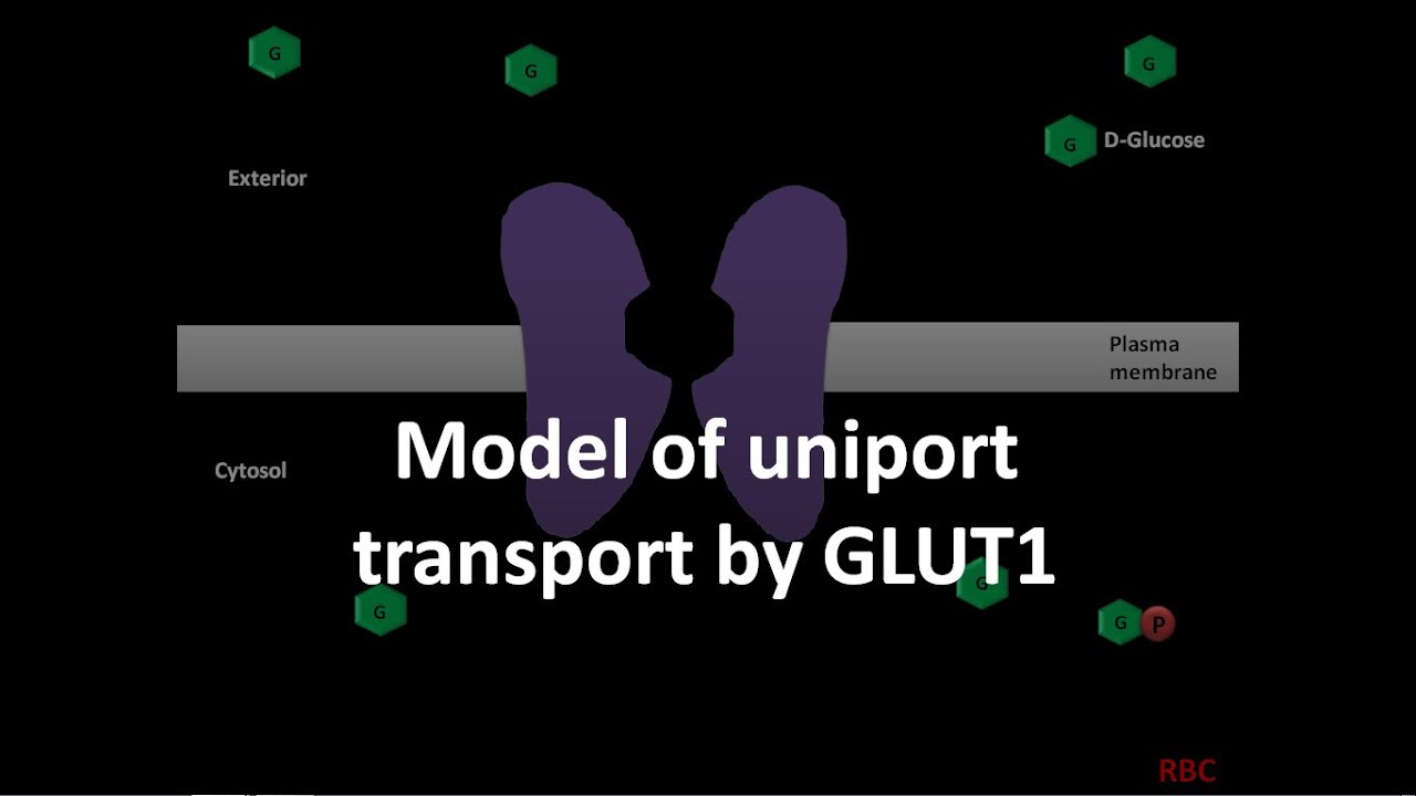 GLUT1