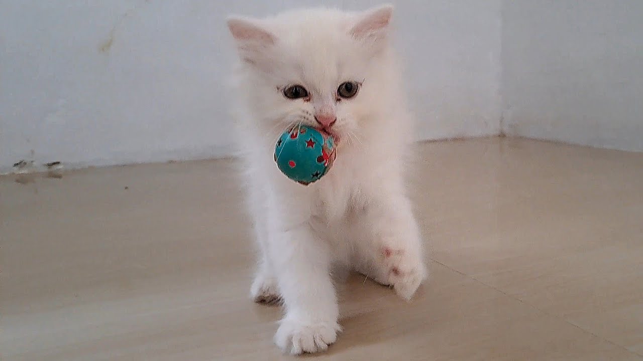 プロみたいにサッカーが上手すぎる子猫たちがかわいすぎたw
