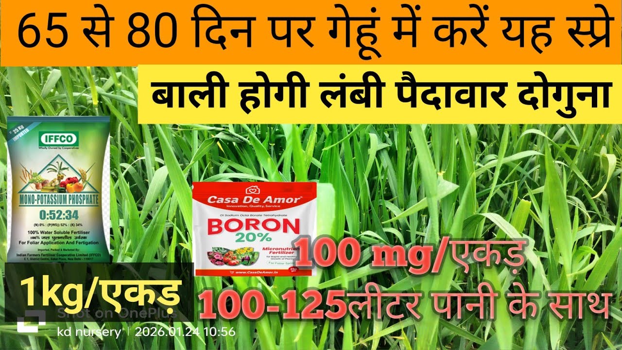 गेहूं की पैदावार बढ़ाने वाला स्प्रे