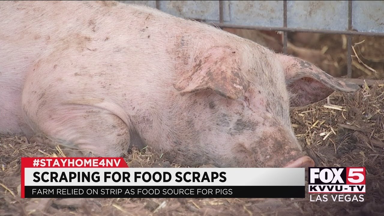 Farm scraping by to feed 4,000 pigs without Las Vegas Strip leftovers