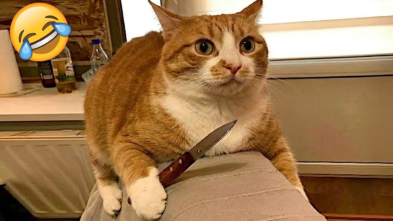 Смеешься — проигрываешь 😹🤣 Самые смешные собаки и кошки 2026 года 😹 Часть 19