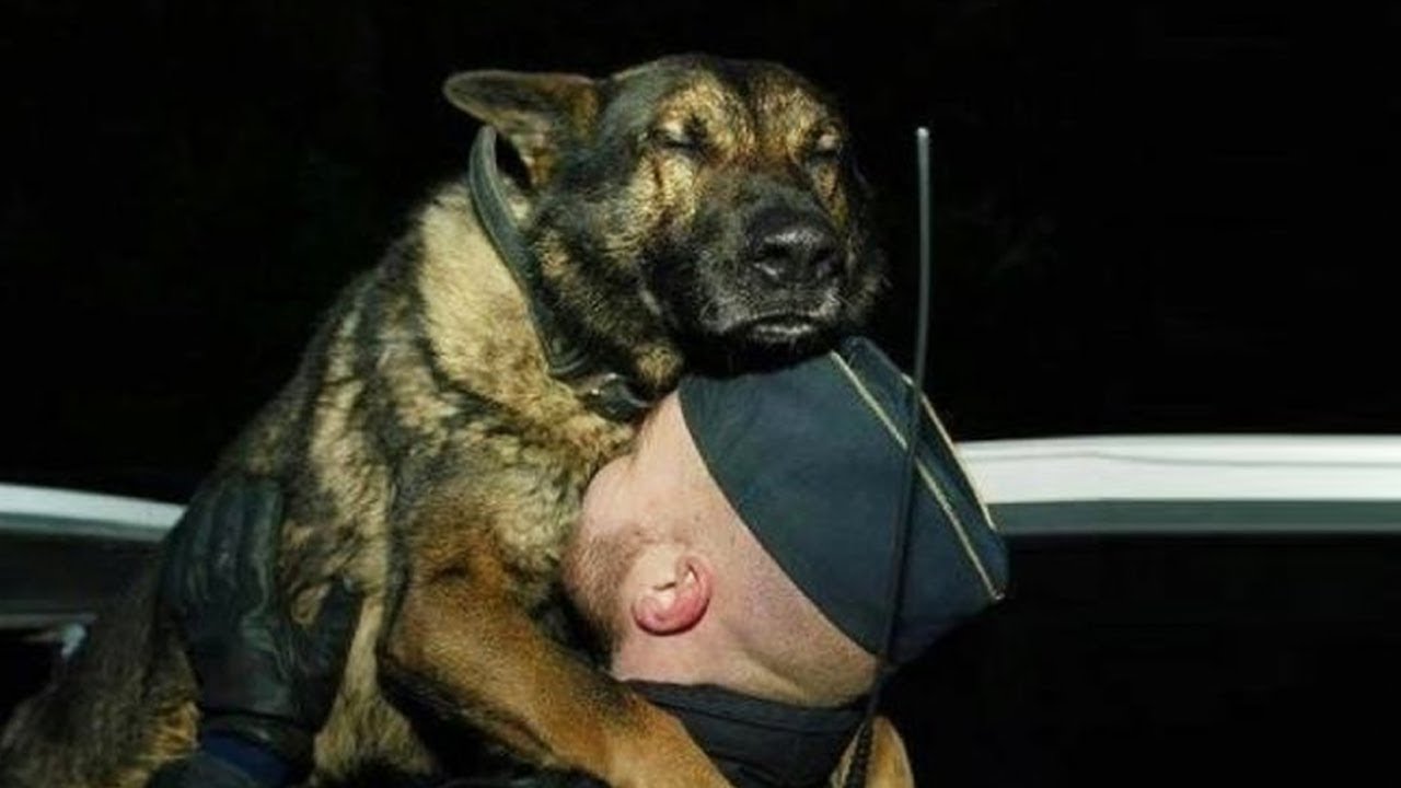 45 Most Heartwarming Animal Reunions with Owners | Compilation