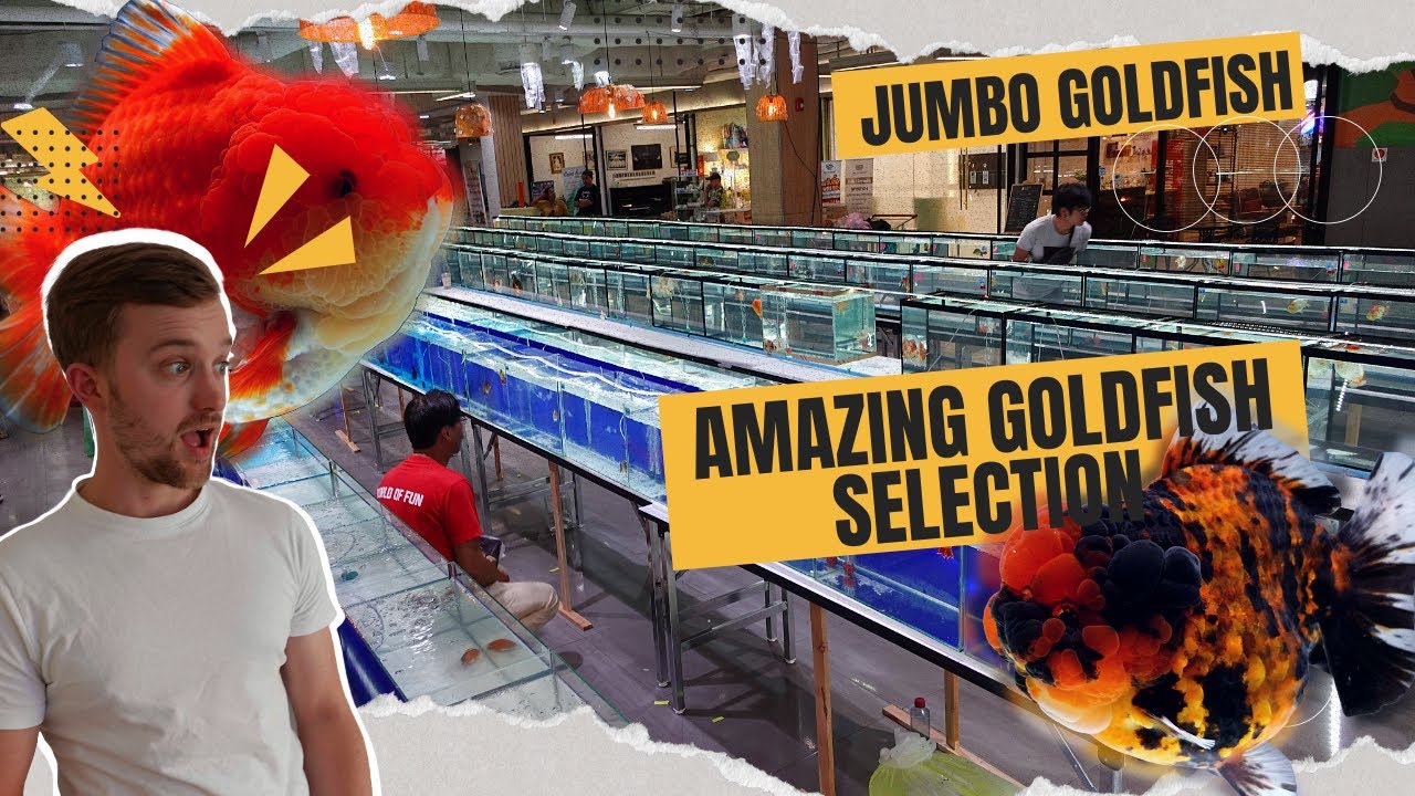 THE BEST GOLDFISH | Bangkok goldfish show HIGHLIGHTS