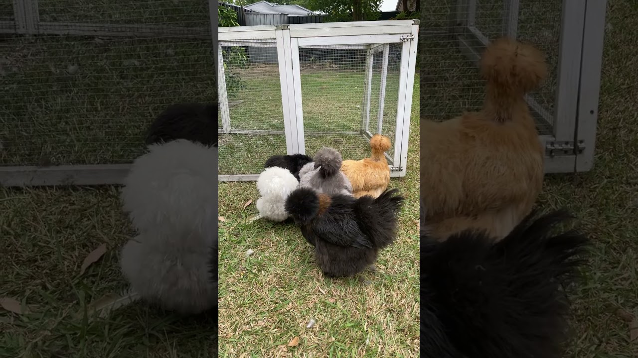 Silkie chickens #silkies #chickens #cute #fluffy #australia #2024