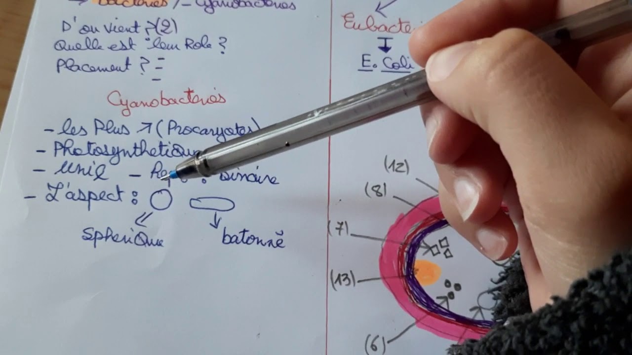 Microbiologie L2 S2 Snv USTHB ( Le monde microbien / La cellule  bactérienne )