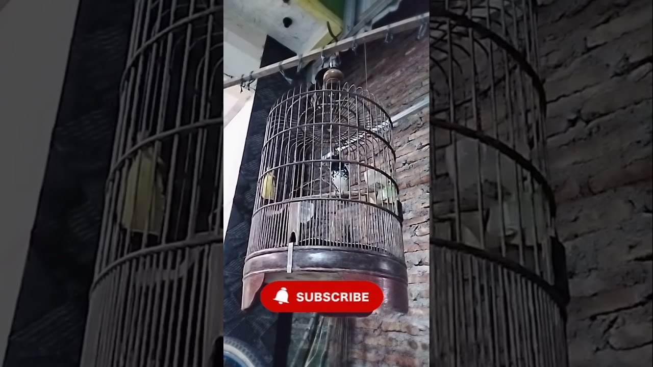 Anis kembang ngeplong jitu,burung diem langsung respon.