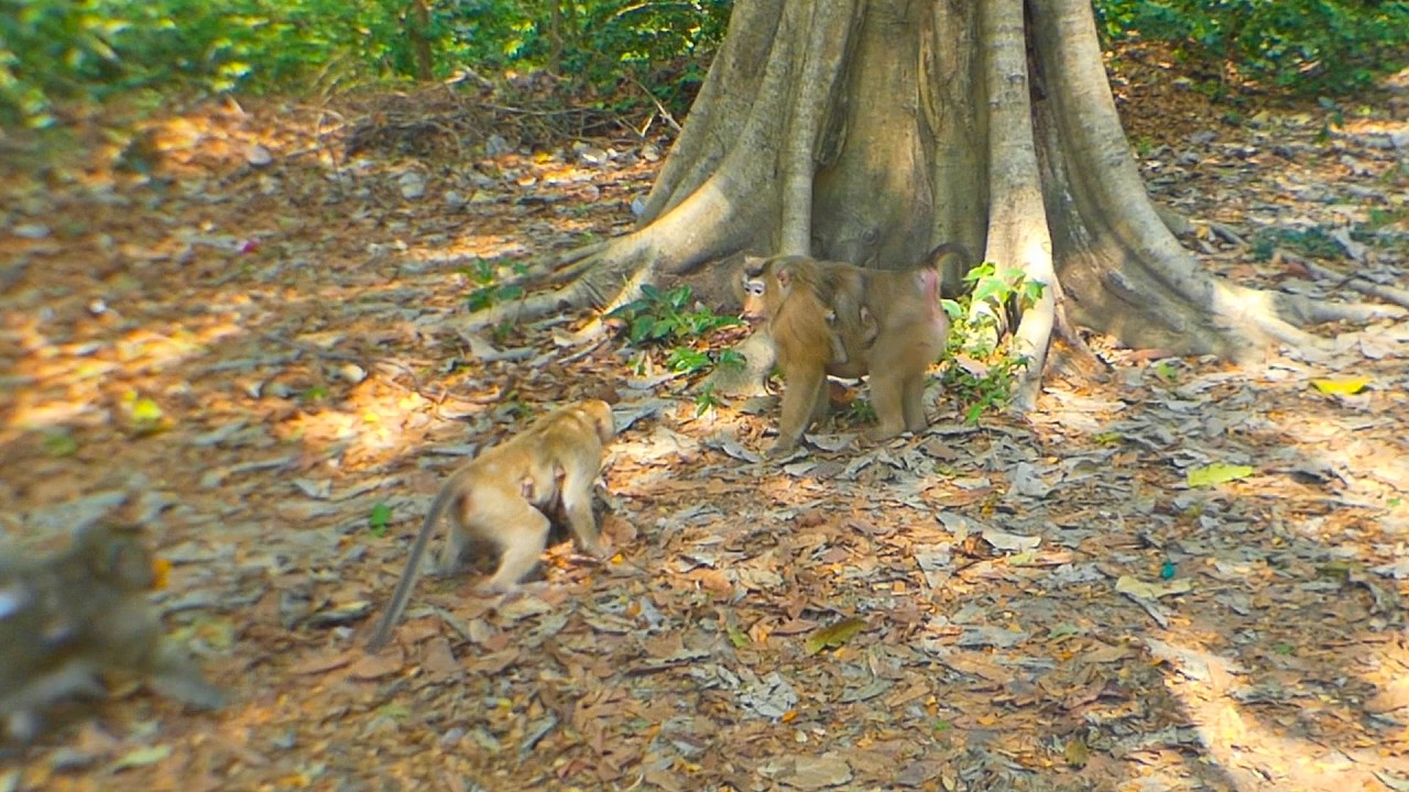 Is Monkey Rose trying to teach young mother Brindy about rank?
