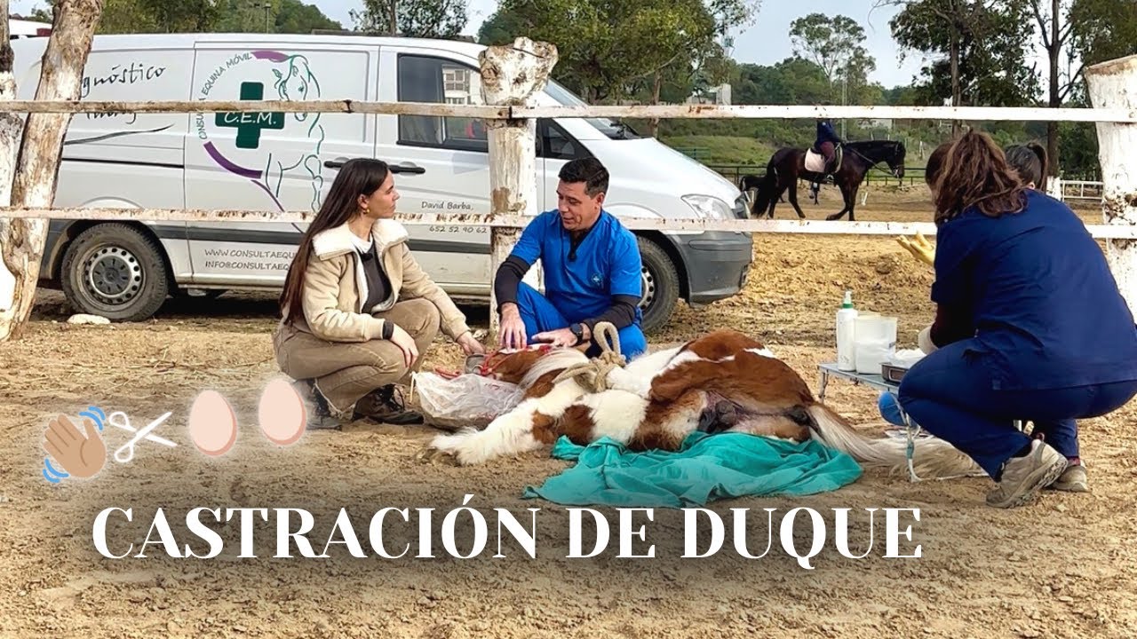 👋🏽Castración de DUQUE✂️🥚🥚