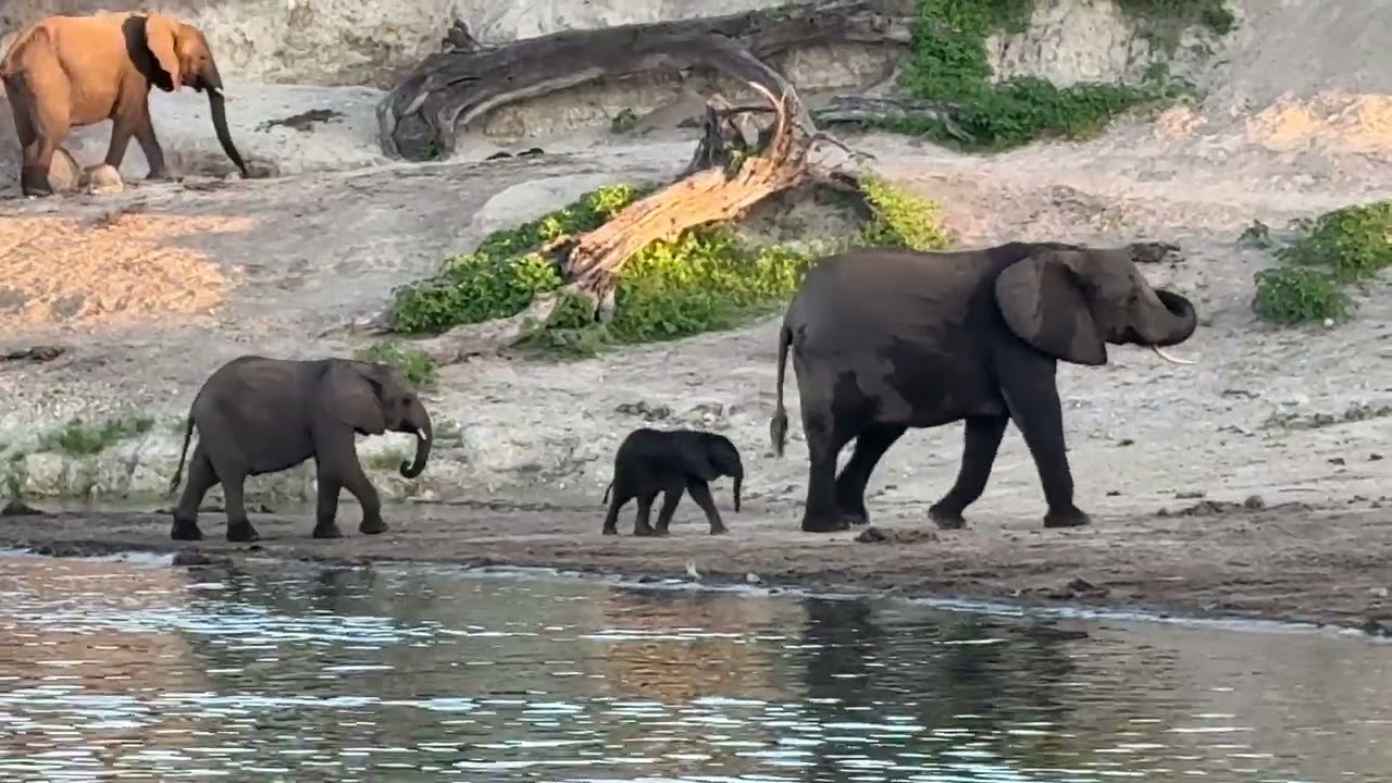 Baby elephant