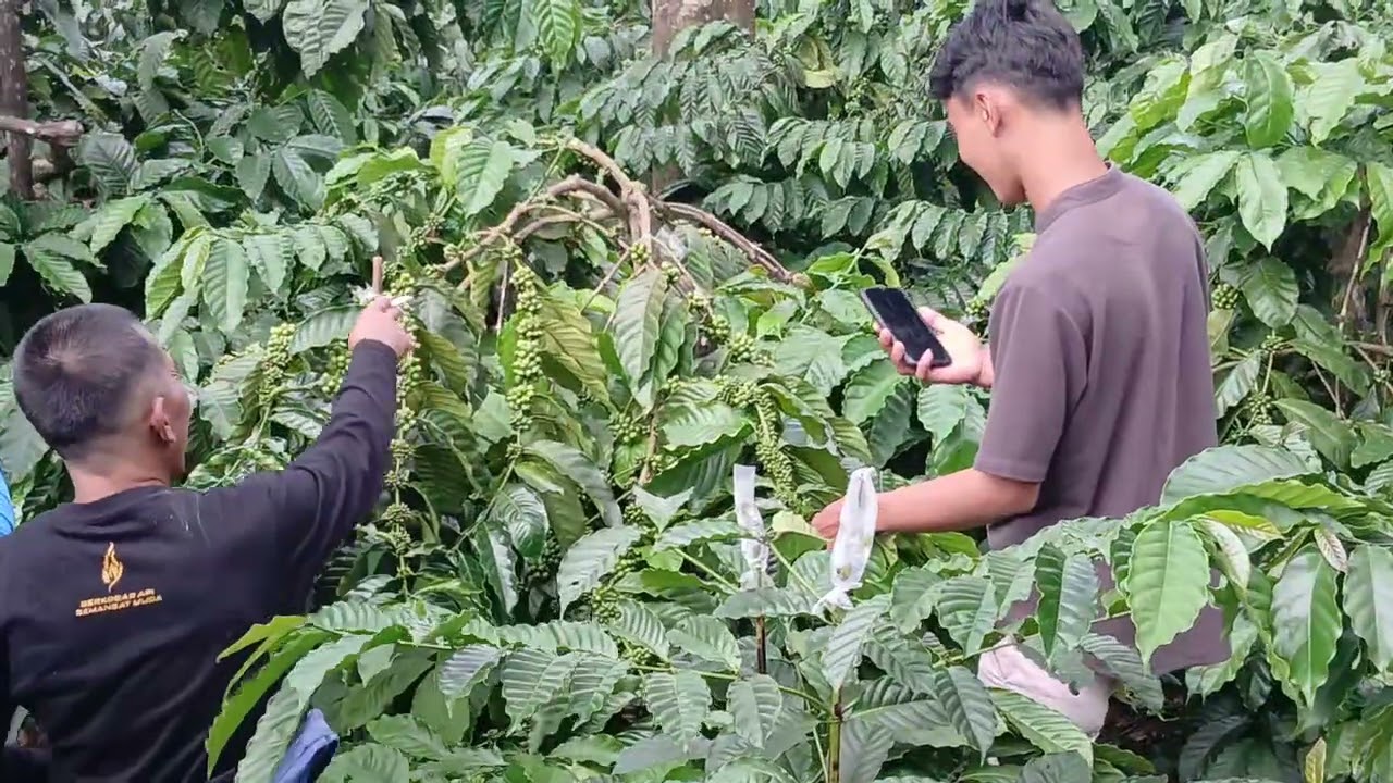 INI RAHASIA KEBUN KOPI ORGANIK,BOCORAN LANGSUNG PEMILIK KEBUN