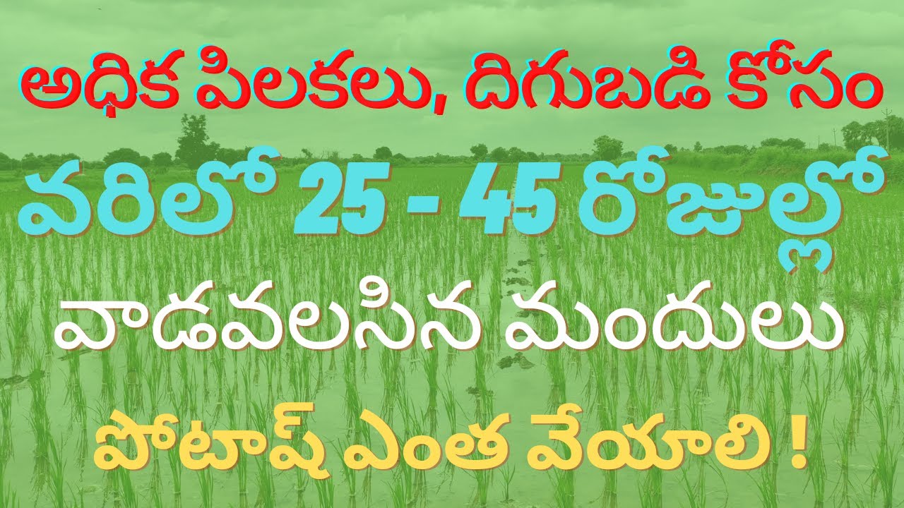 అధిక పిలకలు, దిగుబడి కోసం | వరి నాట్లు వేసిన 25 నుండి 45 రోజుల్లో వాడవలసిన మందులు|పోటాష్ ఎంత వేయాలి!
