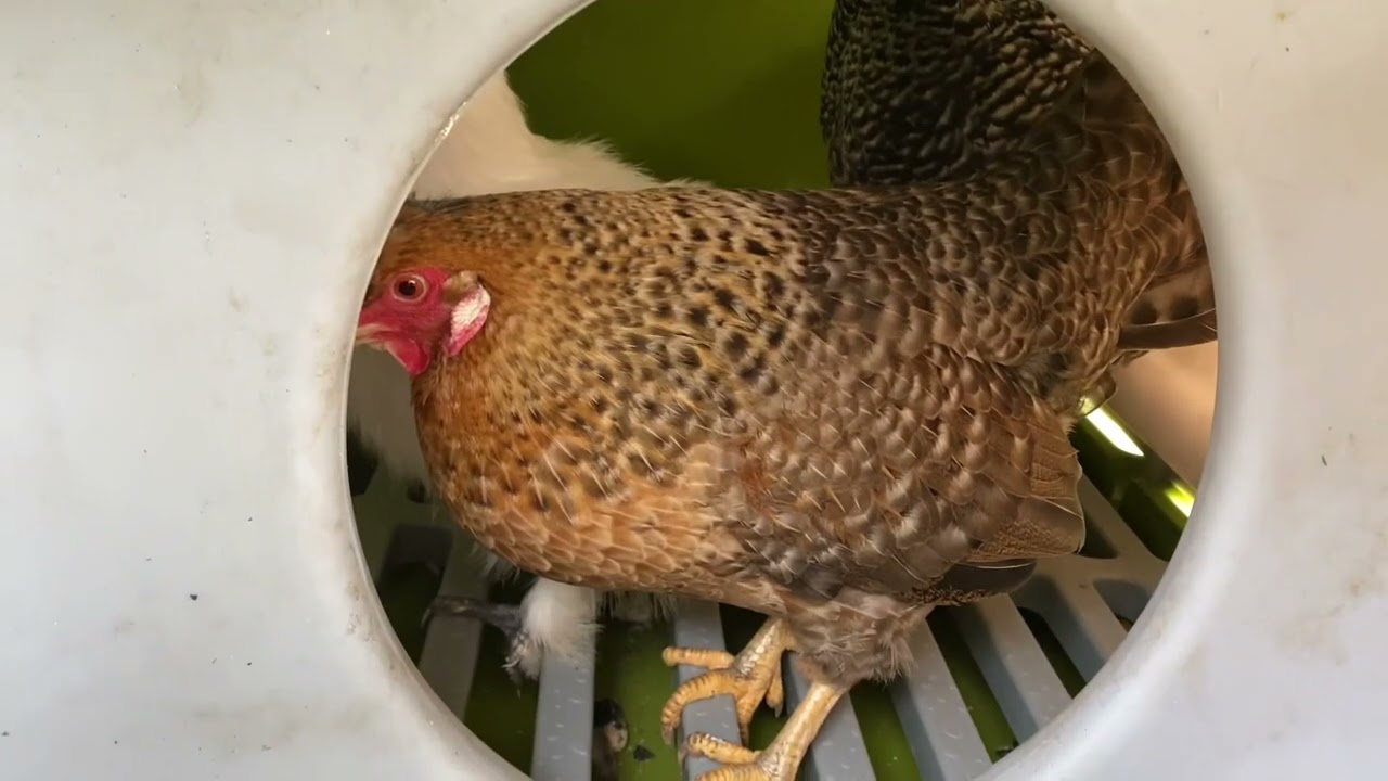 Moving our chickens from a Omlet Eglu Classic to a second hand Omlet Cube Mk1. Lockdown Diary UK