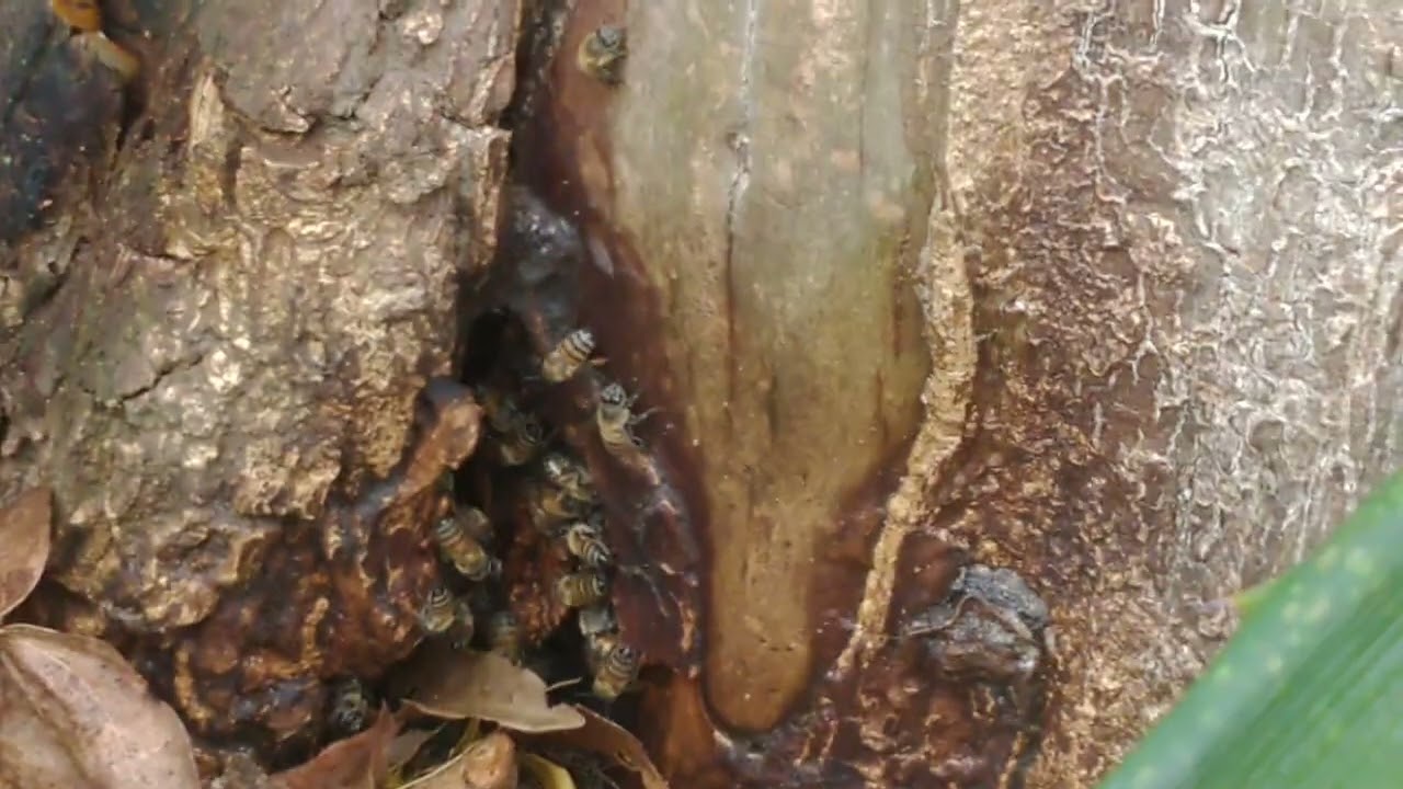 as abelhas coletando o néctar da flor