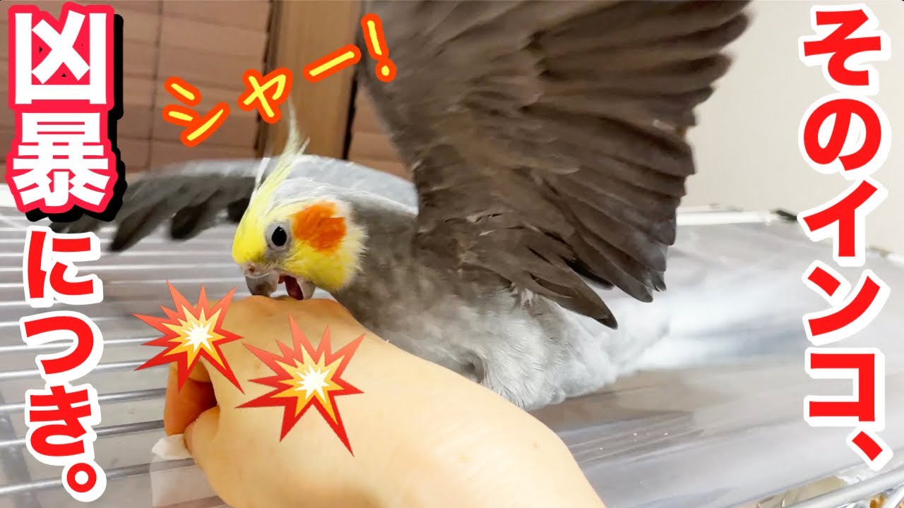 【オカメインコ18歳】いくつになっても怒りん坊! 怒りのスイッチの入り方
