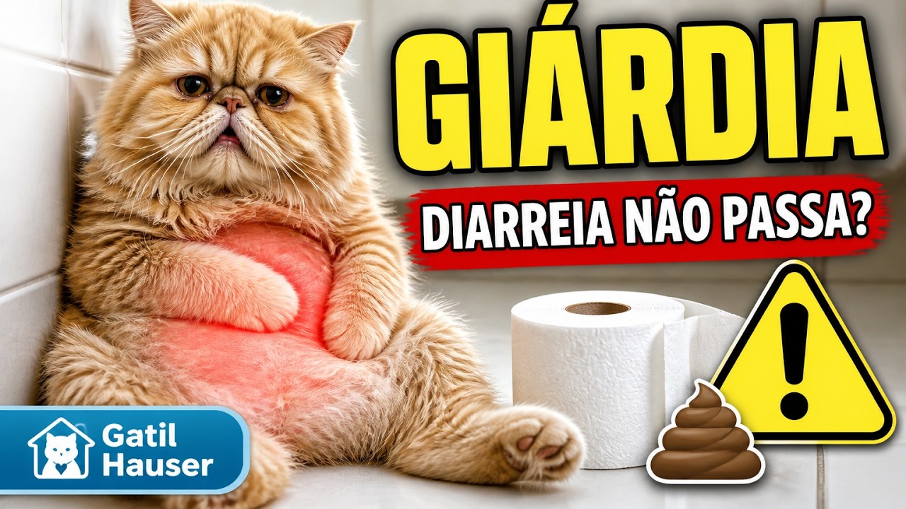 GI&Aacute;RDIA EM GATO: como CURAR um gato com gi&aacute;rdia - Gatil Hauser