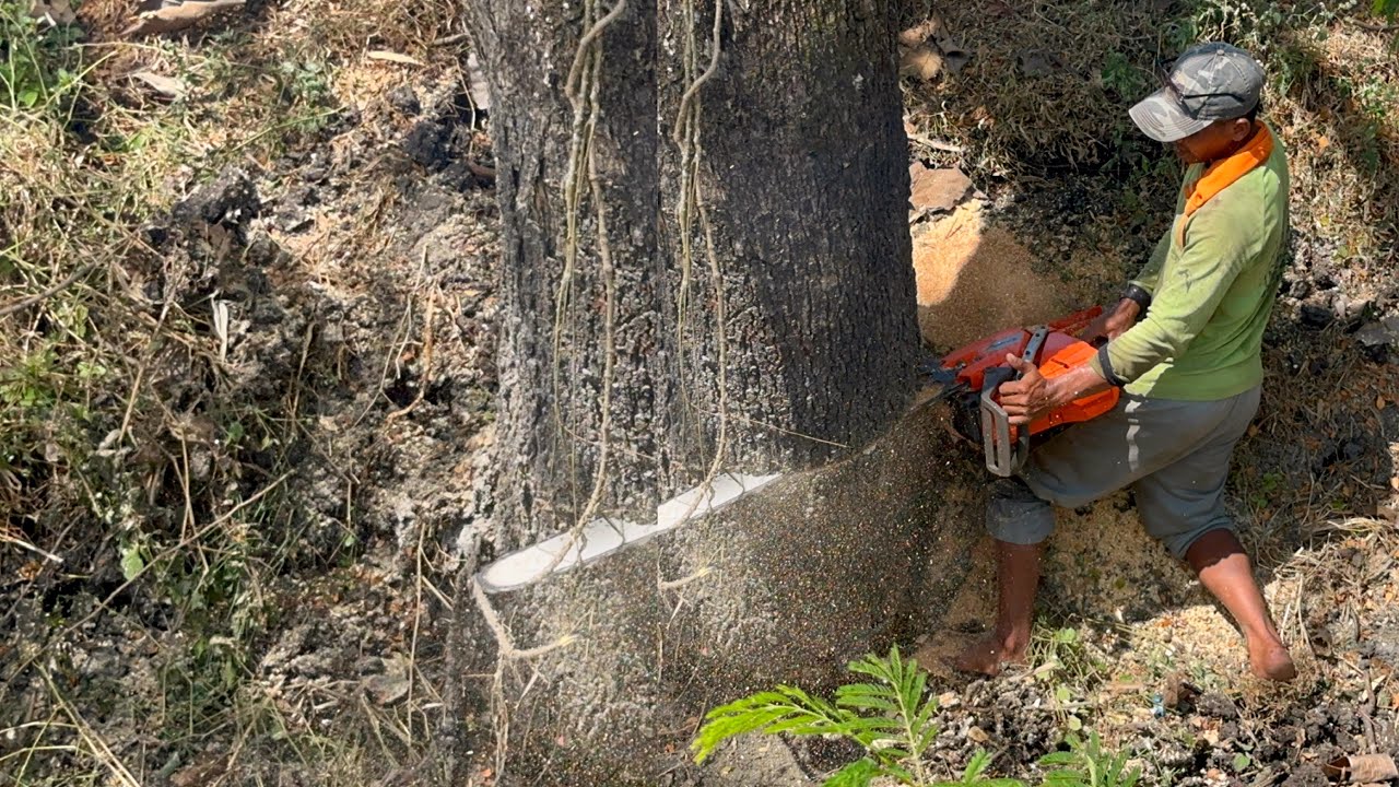 Tree cutting skill... Cut down 3 trembesi trees quickly and easily.