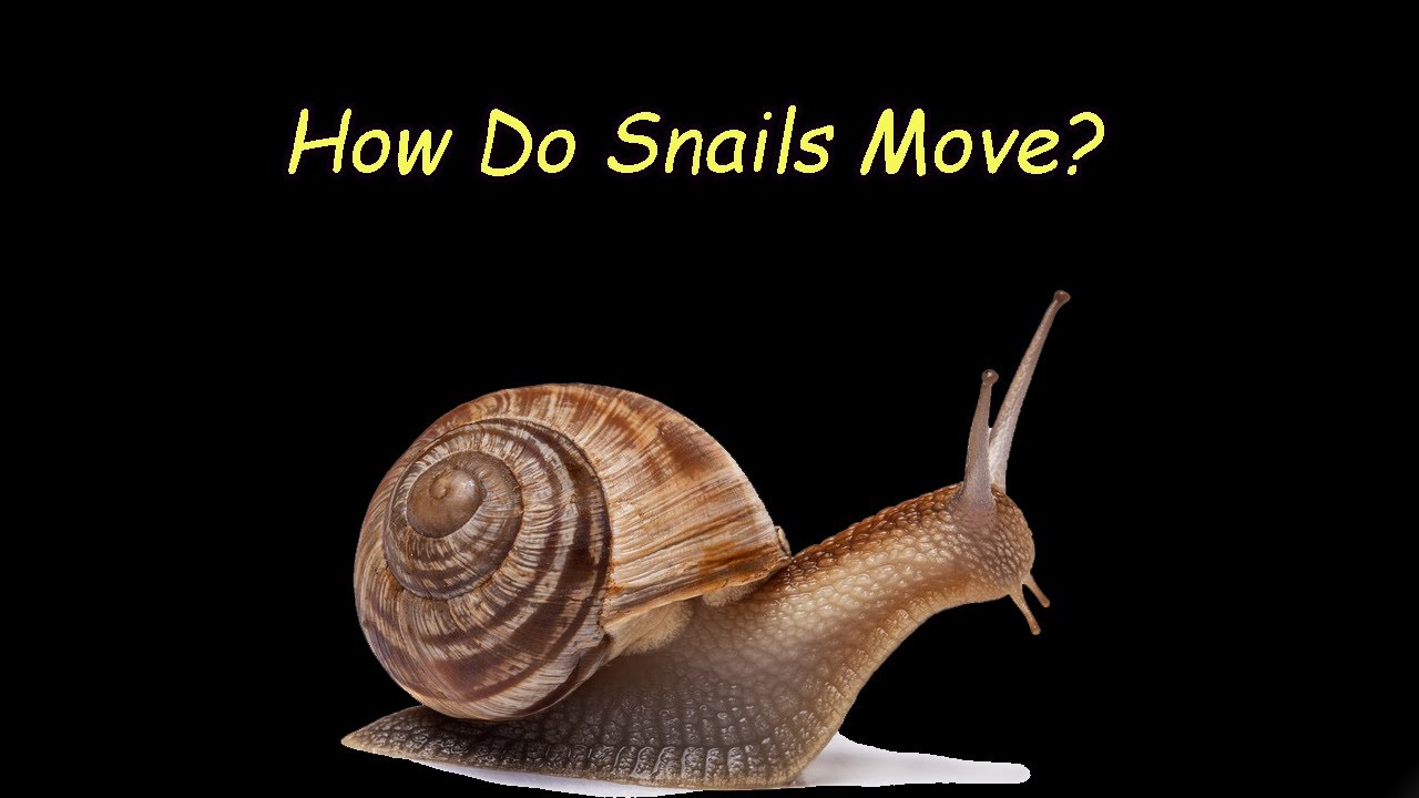 How Do Snails Move?
