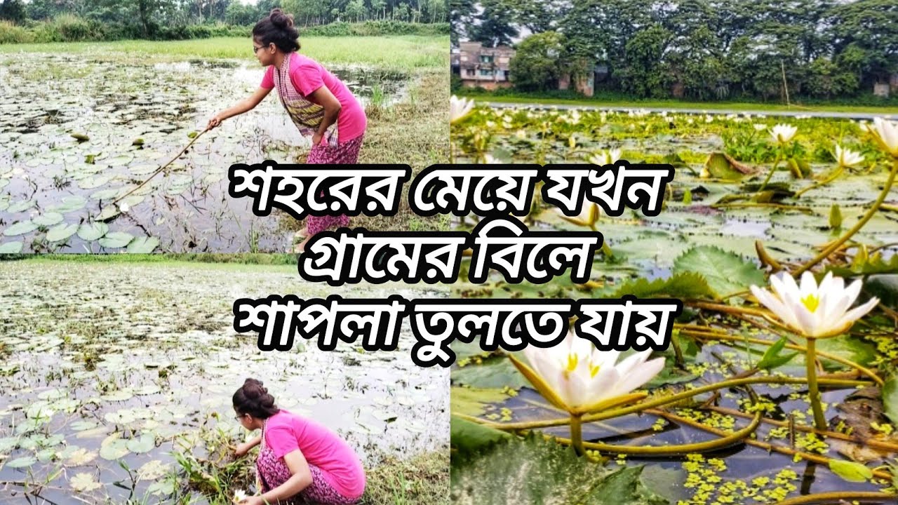 শহরের মেয়ে যখন গ্রামের বিলে শাপলা তুলতে যায় ||  My First Vlog || Village Vlog 🏡 AR VlogSphere