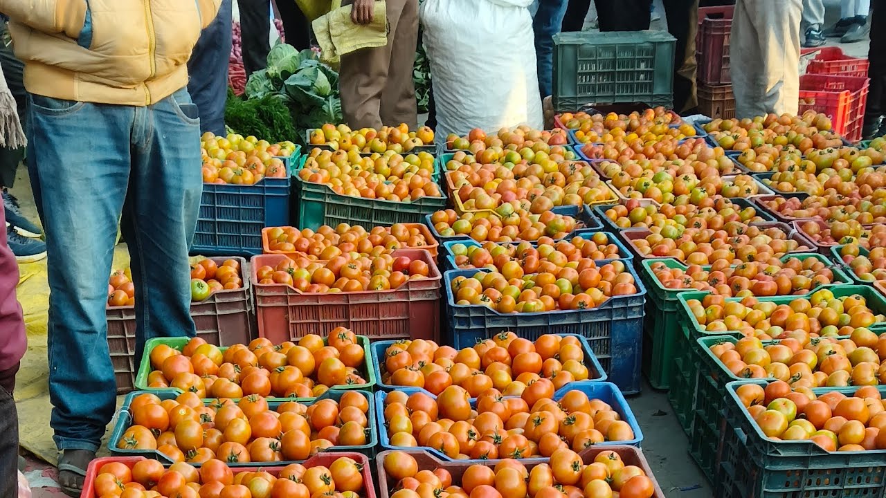 मंडी से लाइव जाने आज का ताजा मंडी भाव | Today tomato rate live