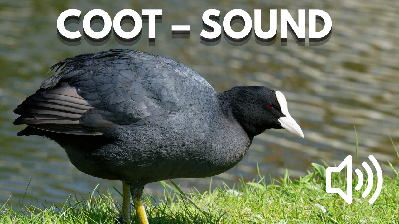 Bird Sound Library | Eurasian Coot – Bird Calls & Sounds (Nature Sounds)