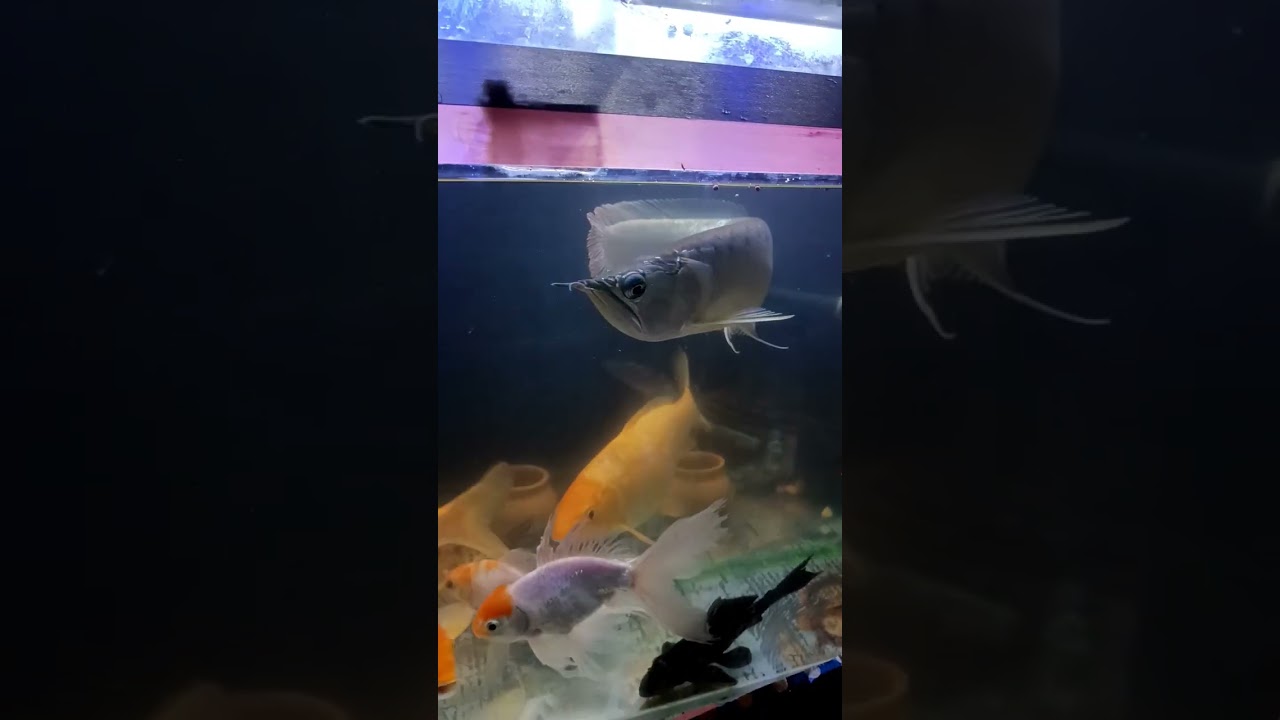 silver arowana | #fish #shorts #viral #arowana #feed #fengshui #indonesia #amazing