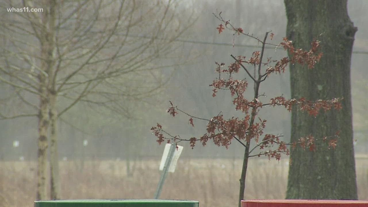 Sustain Louisville project increases tree canopy